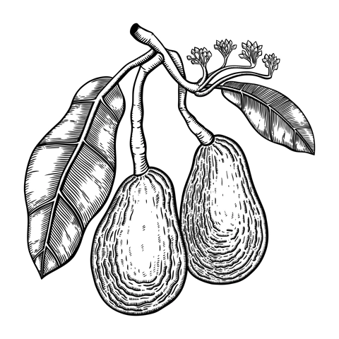 Vintage avocado illustration. Decorative branch with flowers, leaves and two whole fruit. Exotic plant drawing isolated on white background. Healthy vegetarian food sketch in engraved style.